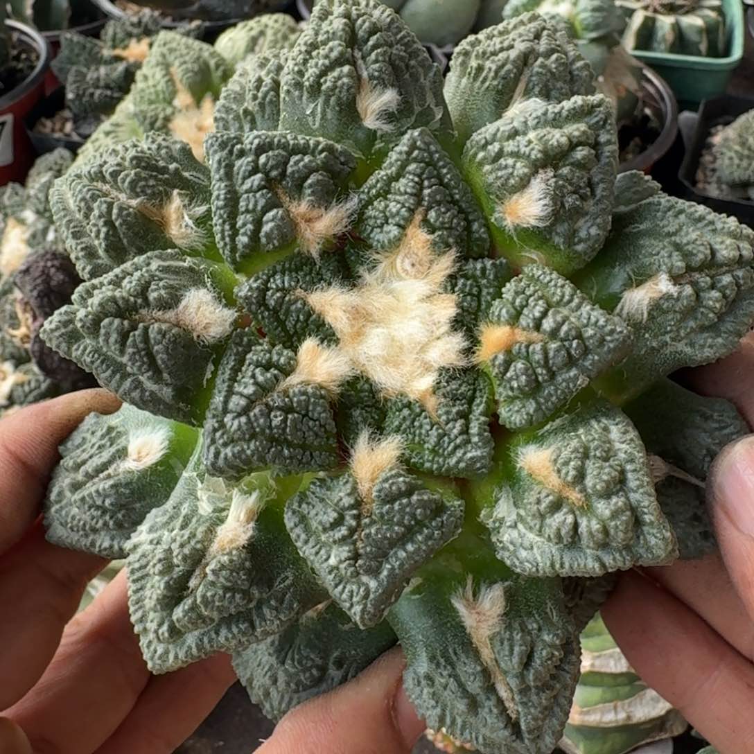 【闪购商品】13厘米大龟甲244植物