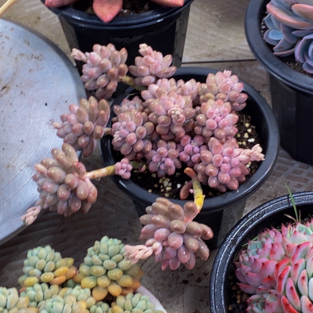 阳**你一物一拍多肉植物