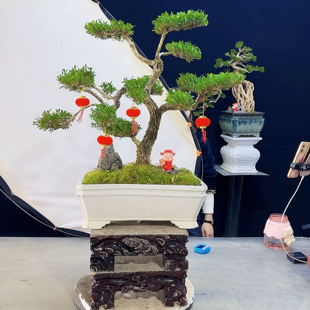 高端盆景艺术作品