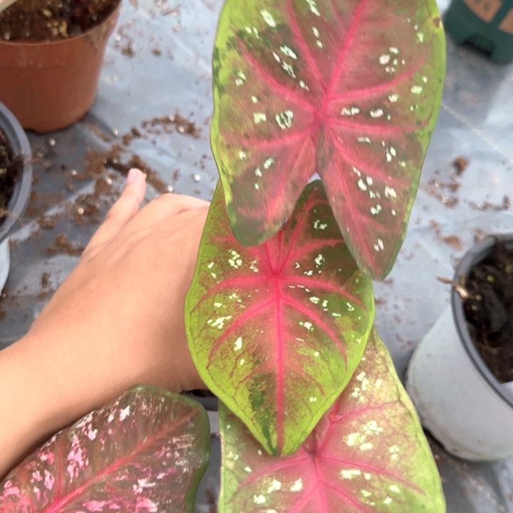 植物泰国彩叶芋1