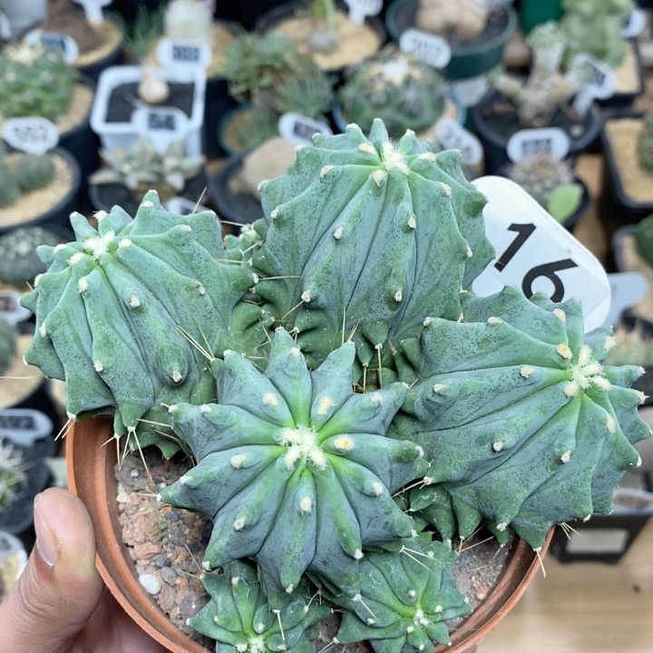 16号实生无刺王冠龙群生13.5cm