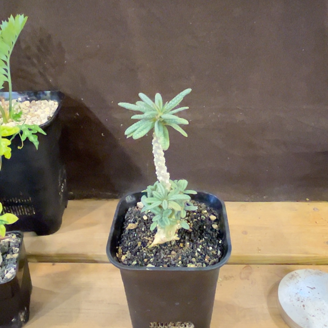 汤圆植物泡泡叶巨硫桑