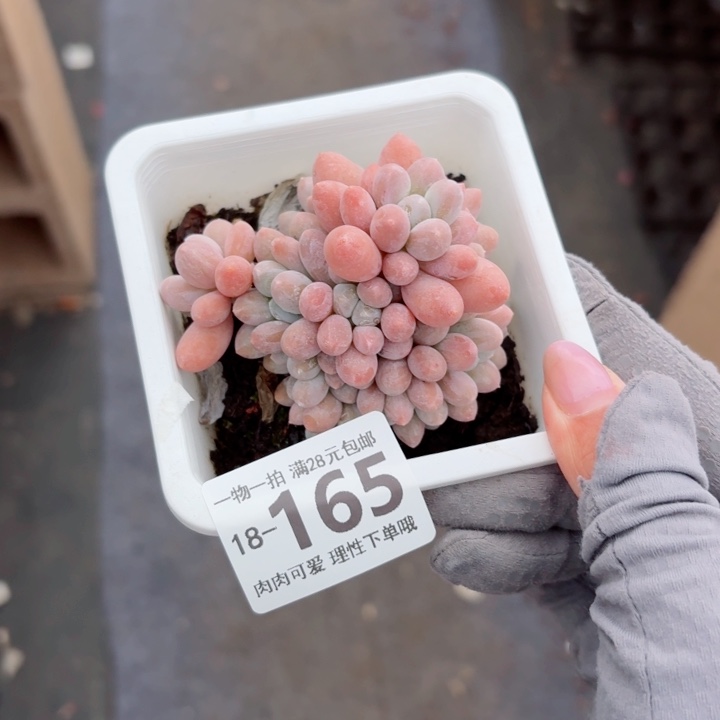 汤圆无盆土发货多肉多