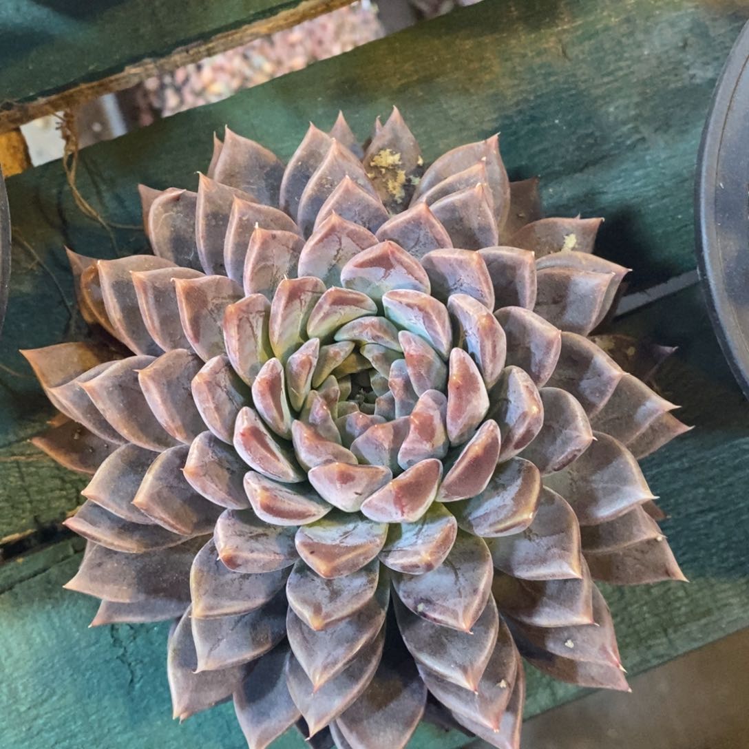 叠叶美人系列，1234567894