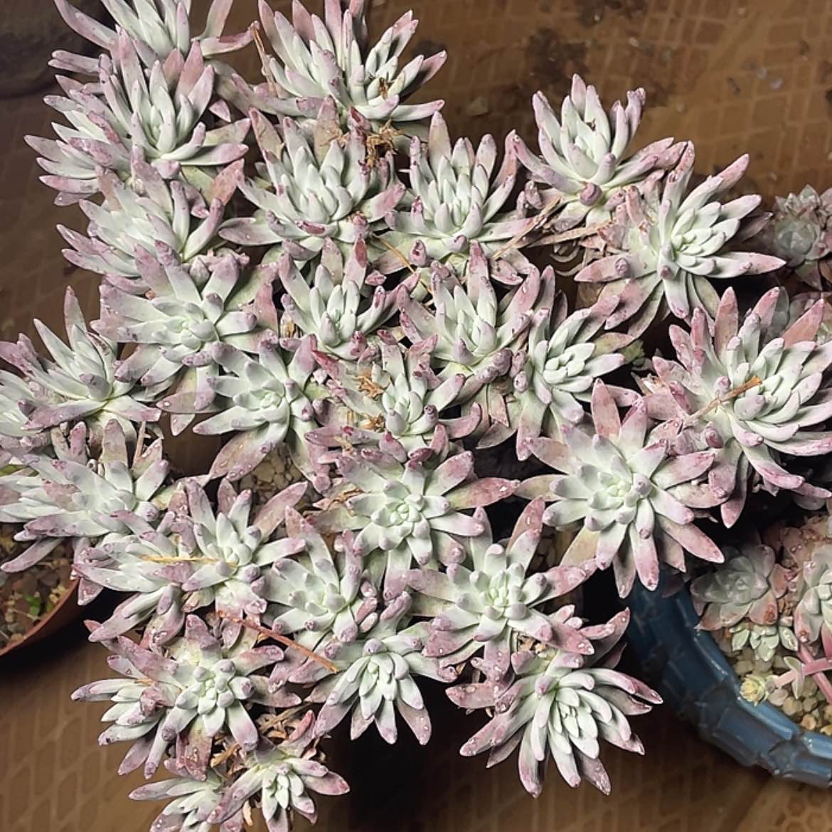 【闪购商品】雪花大老庄