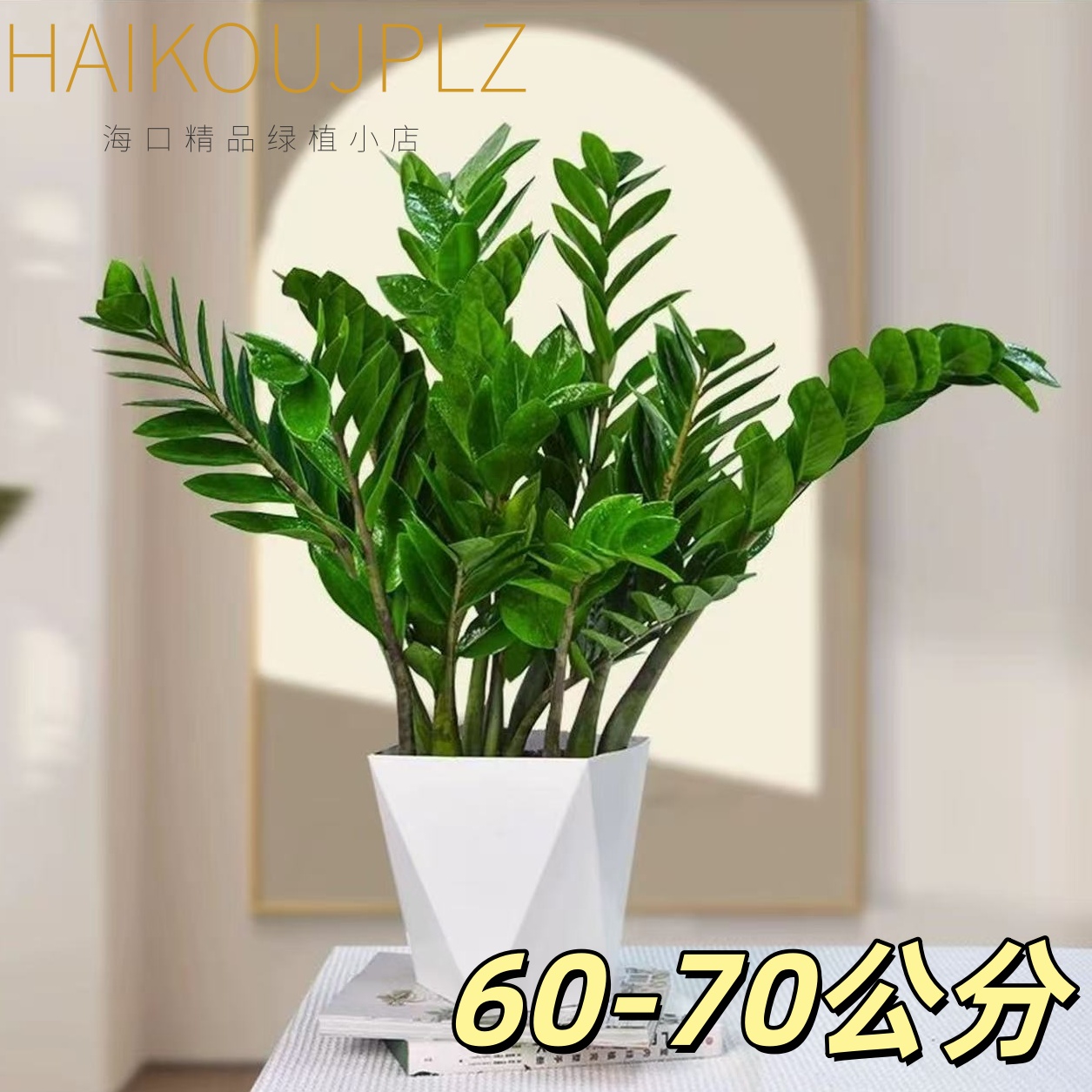 金钱树盆栽植物室内花卉旺财树客厅大型绿植四季常青好养活除甲醛