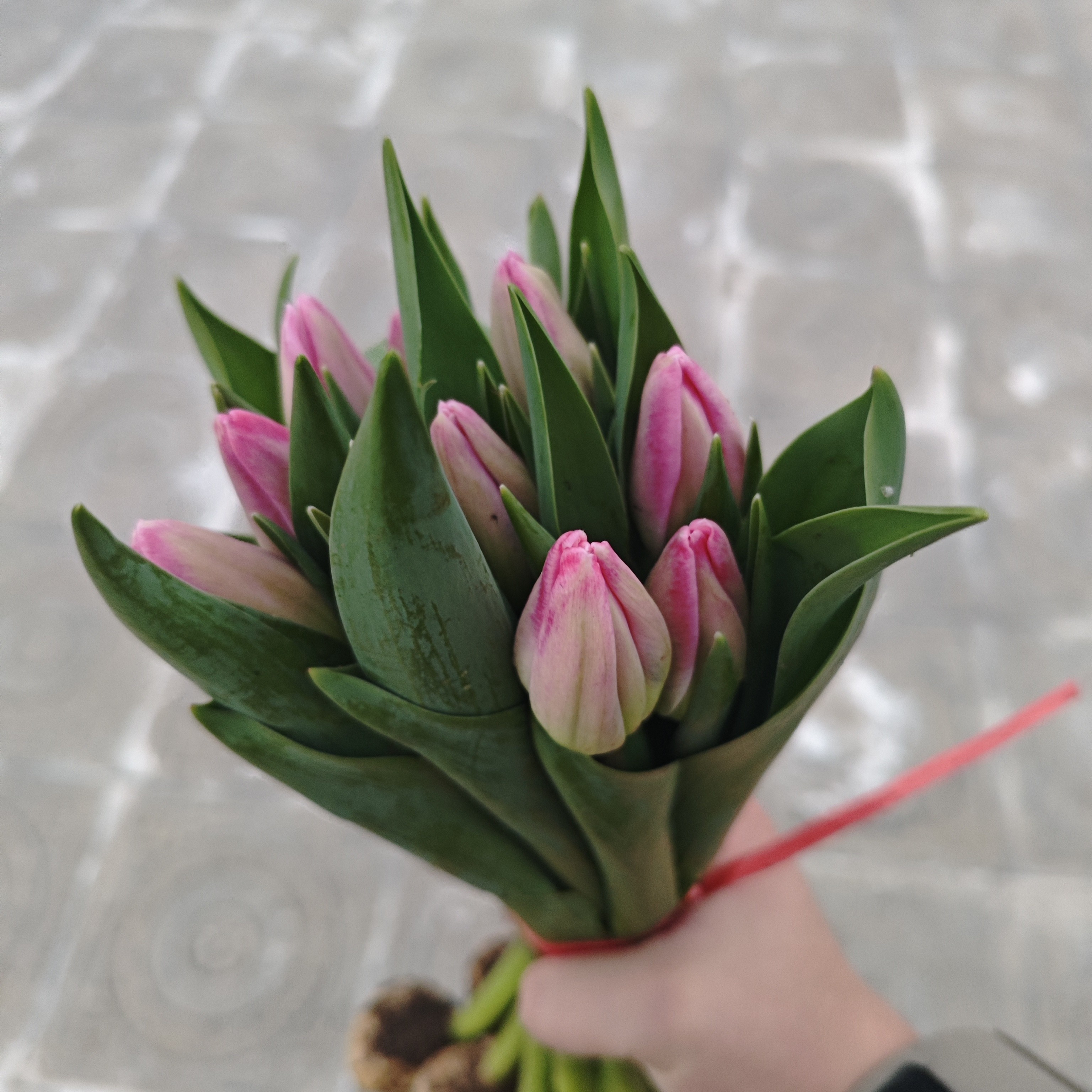 [二丫卖花]水蜜桃郁金香 东北基地发货 （东北基地发货)