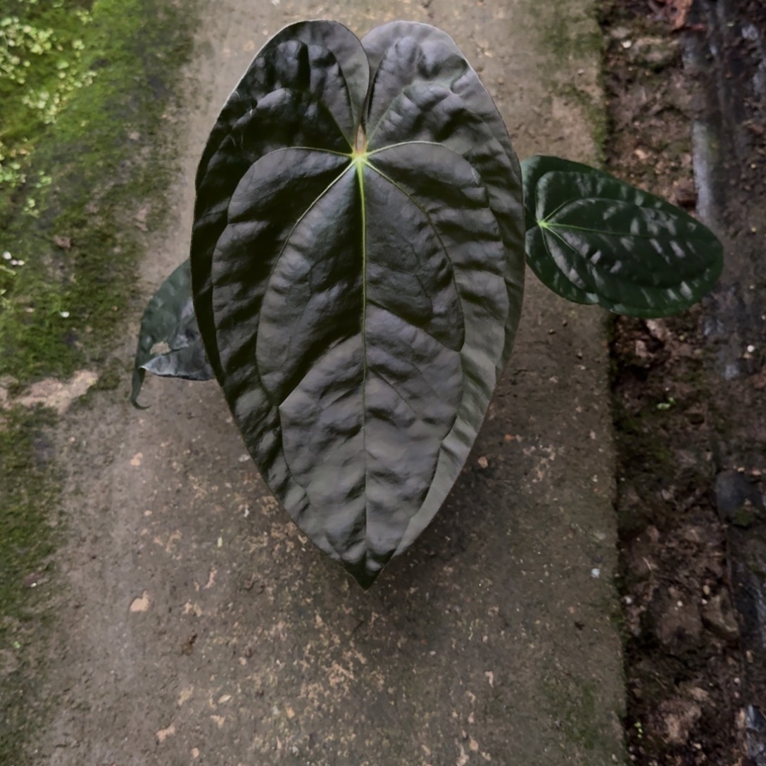 无花朵PAPI杂黑奢华