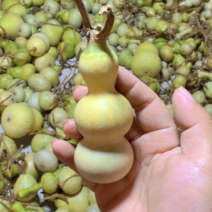 红***杉青皮葫芦不保成不退不换