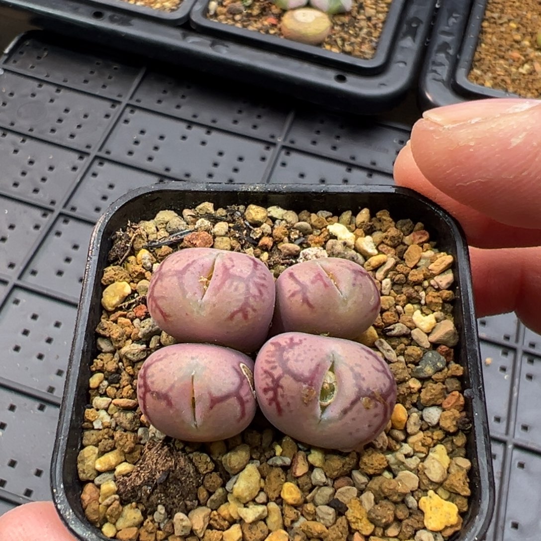 160墨杂群一棵特   