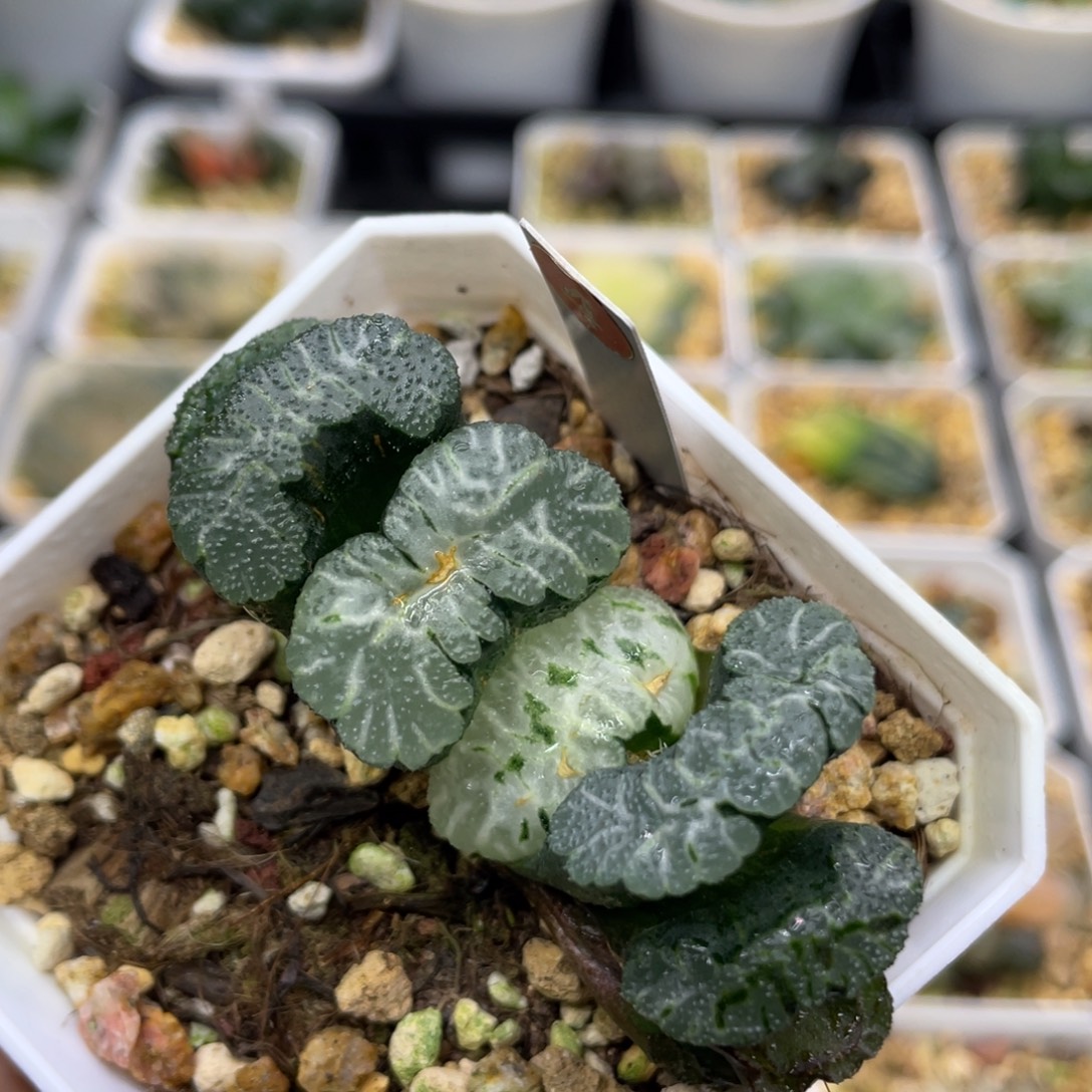 4 雄霸天下玉扇11111111