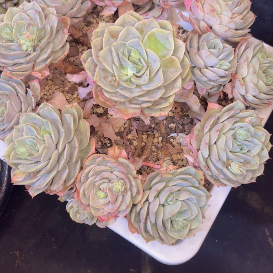 友家多肉一物一拍