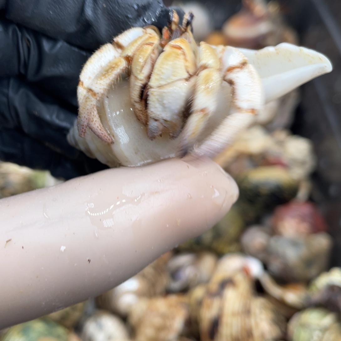 不退不换活体宠物59