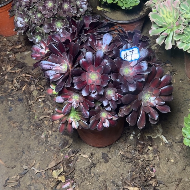 多肉植物花娜法师47