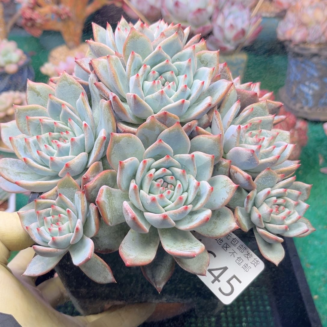 大1645:？zv xv cv b n