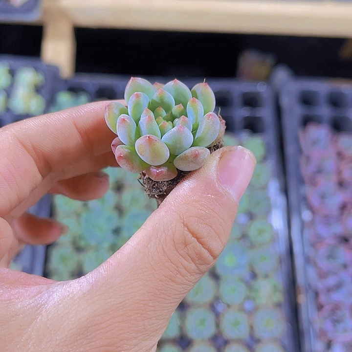 精品蓝苹果多肉植物