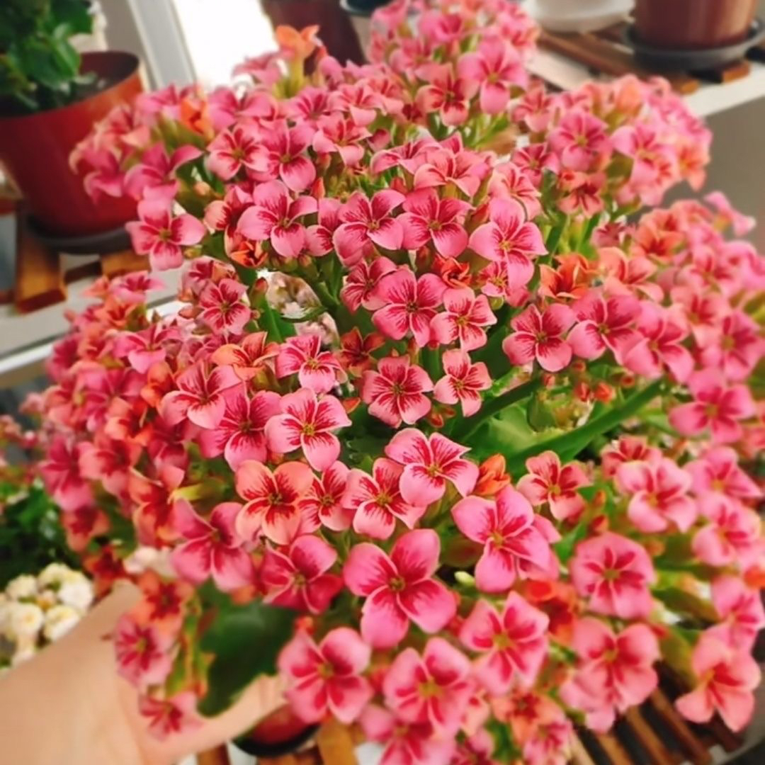 史莱克粉色渐变单瓣猫眼110盆长寿花