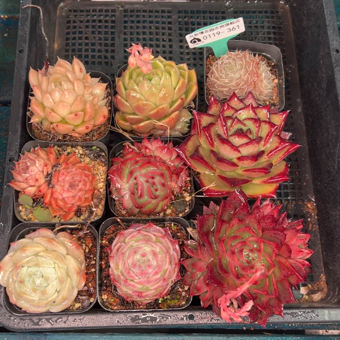 从前慢多肉精选编号0119.361