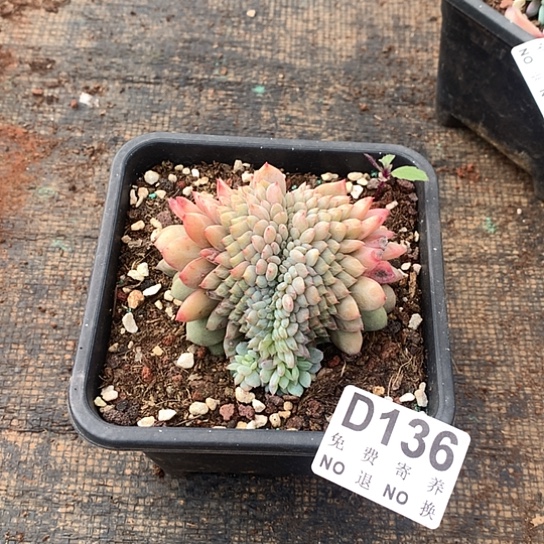 星星橙缀化136 亏本处理退款拉黑7-8天发货