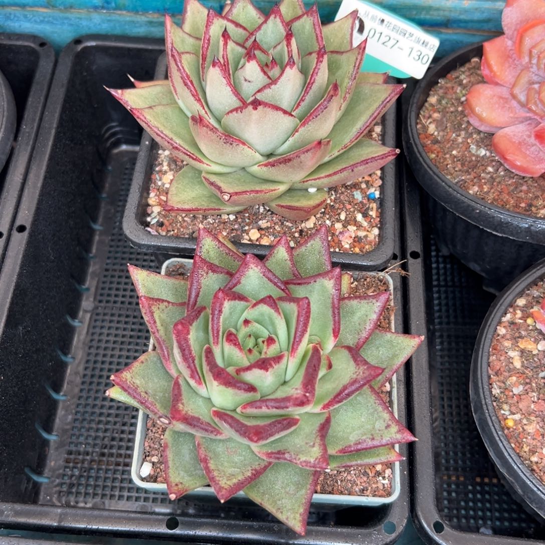 多肉一物一拍0127-130