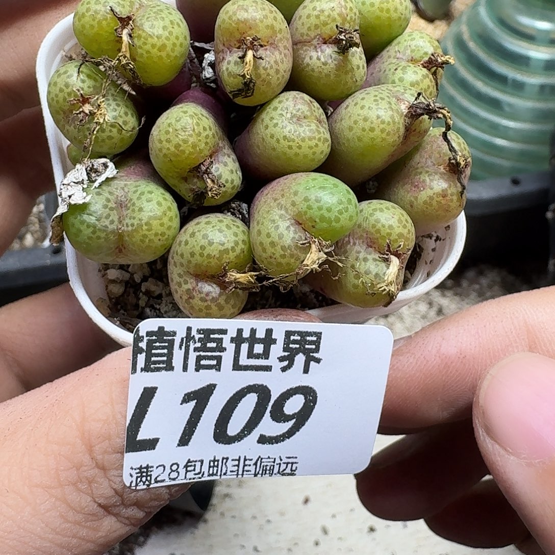 多肉植物的润泽gbn