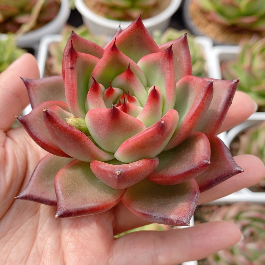 308 号东云系多肉植物