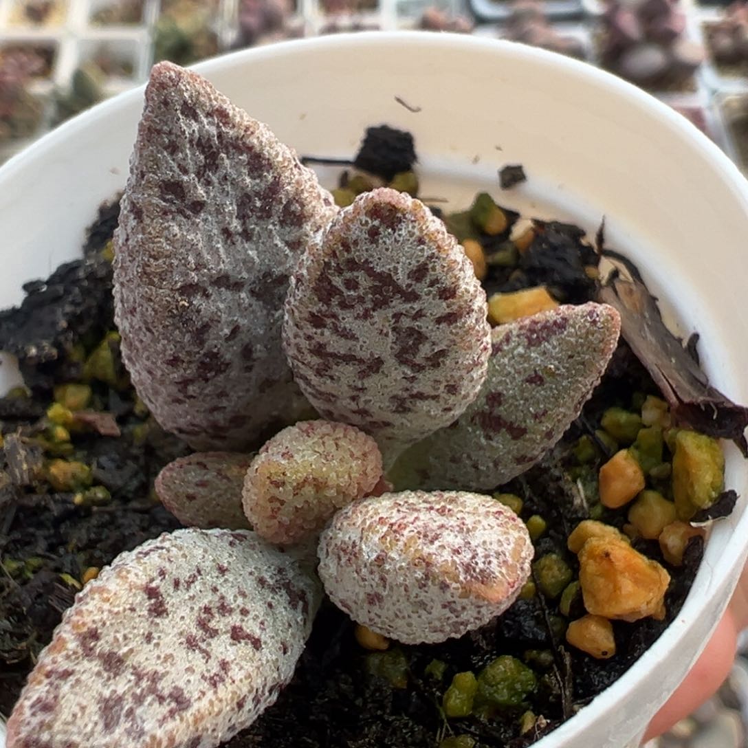 冰晶蛇皮暗黑系多肉植物水泡