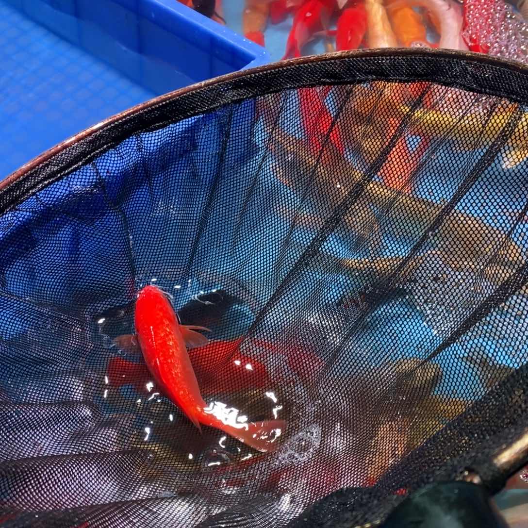 海水鱼11111111111