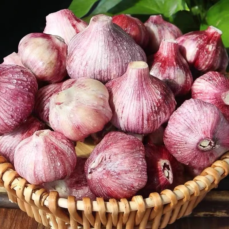 2025紫皮5斤多瓣蒜新鲜现挖带泥当季农家自种大蒜头糖醋腌蒜蔬菜