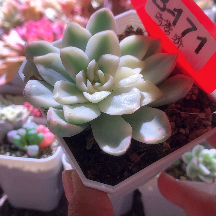 雪鸢有根有根有根