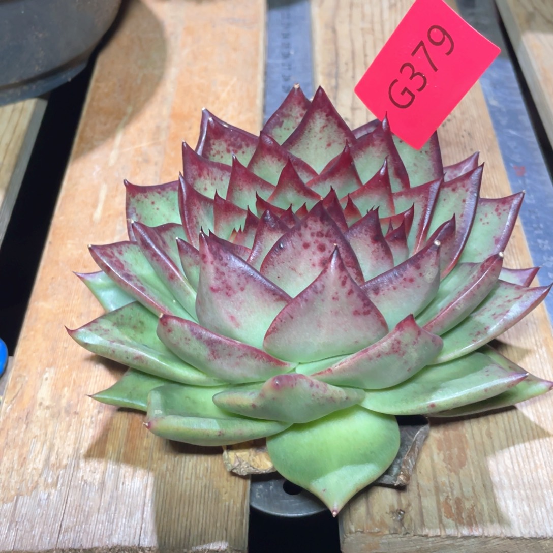 驴***号多肉植物多肉植物379