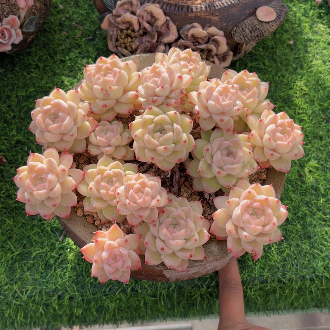 一物一拍，白杂多肉