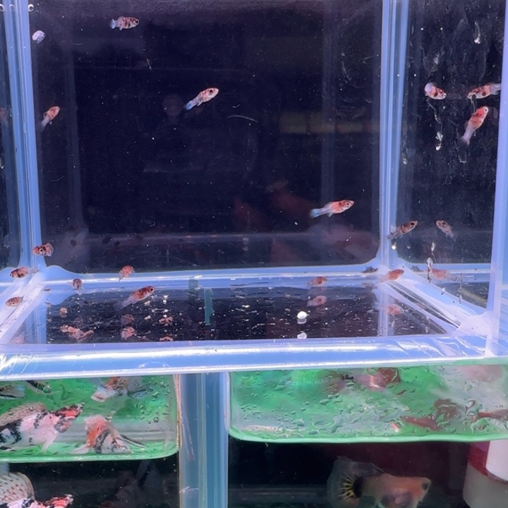 @***）孔雀鱼红头苗10备2