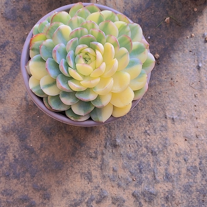 随***飞草多肉植物老桩大群
