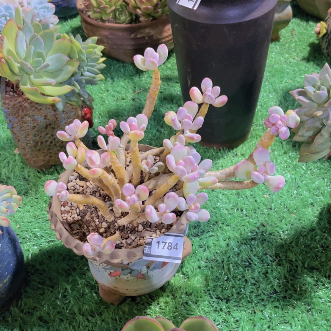 稻田姬多肉植物1784