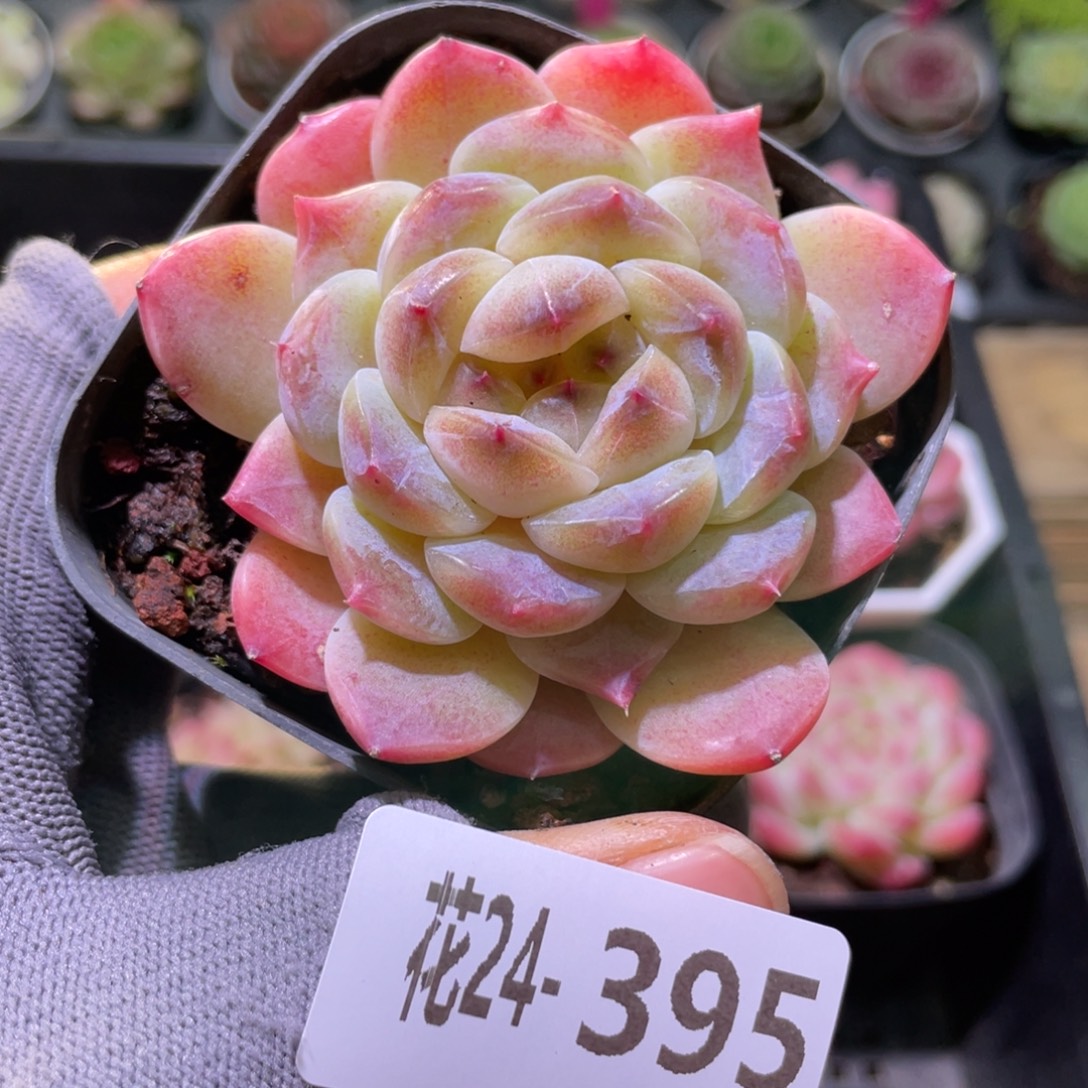 花利美24-395秘境冰魄