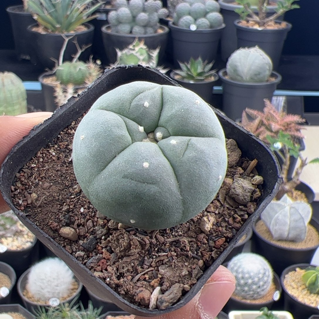 草球实生3.3一物一拍