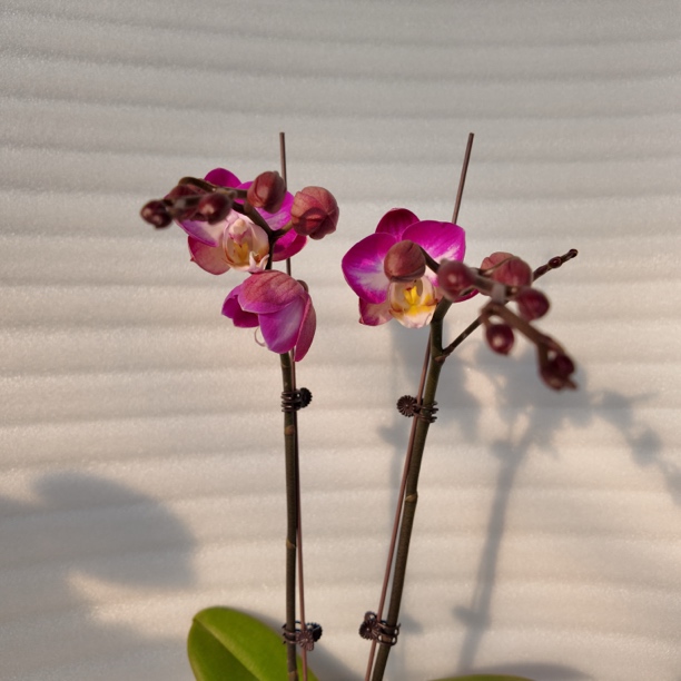 【雪山飞狐】3.0寸 带花带花苞