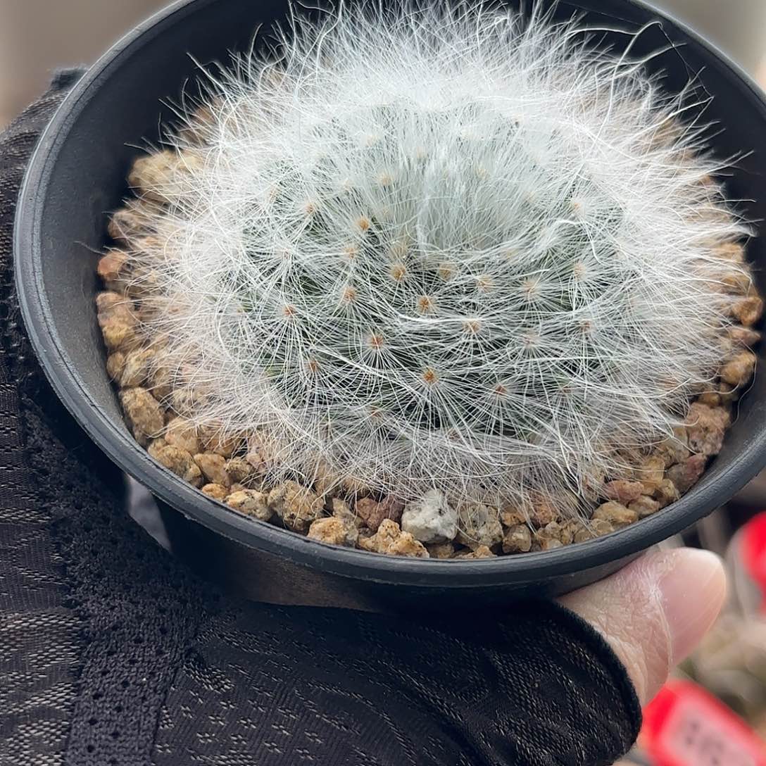 拐***牛仙人球实生丽光殿