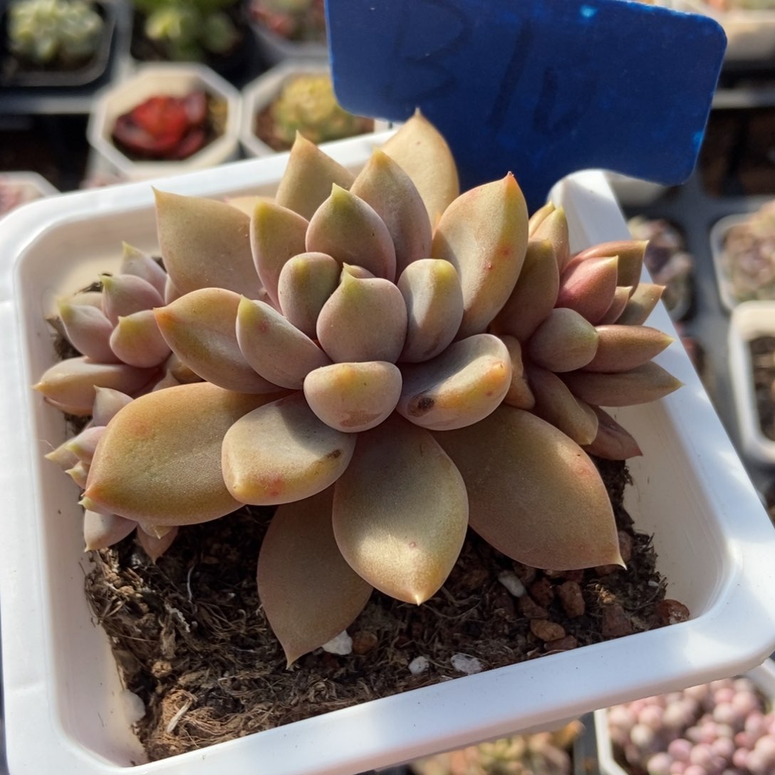 10红象牙多肉植物保护