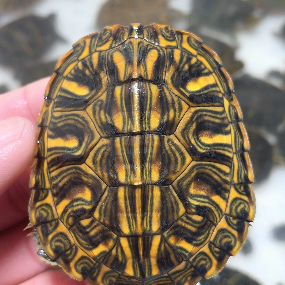 宠物龟不分公母6.6