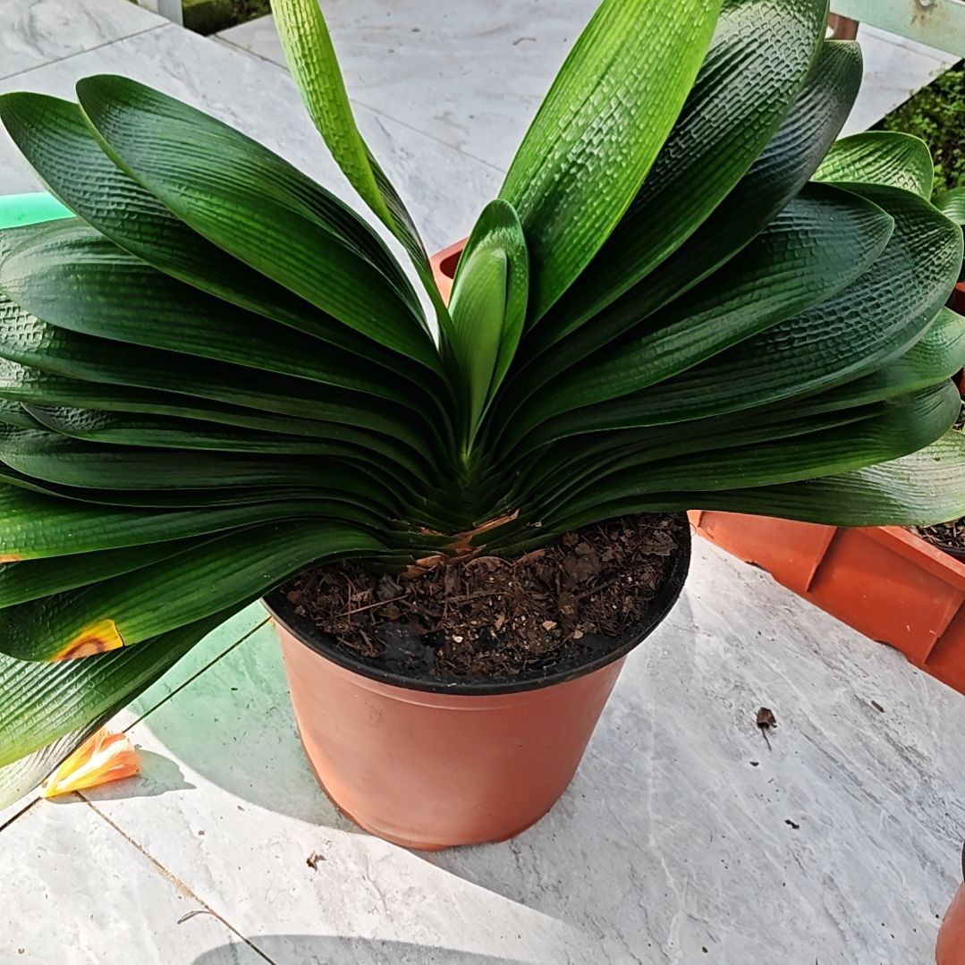 完全开放君子兰精品兰