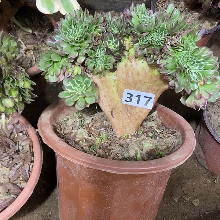 317海王老庄缀化微瑕疵