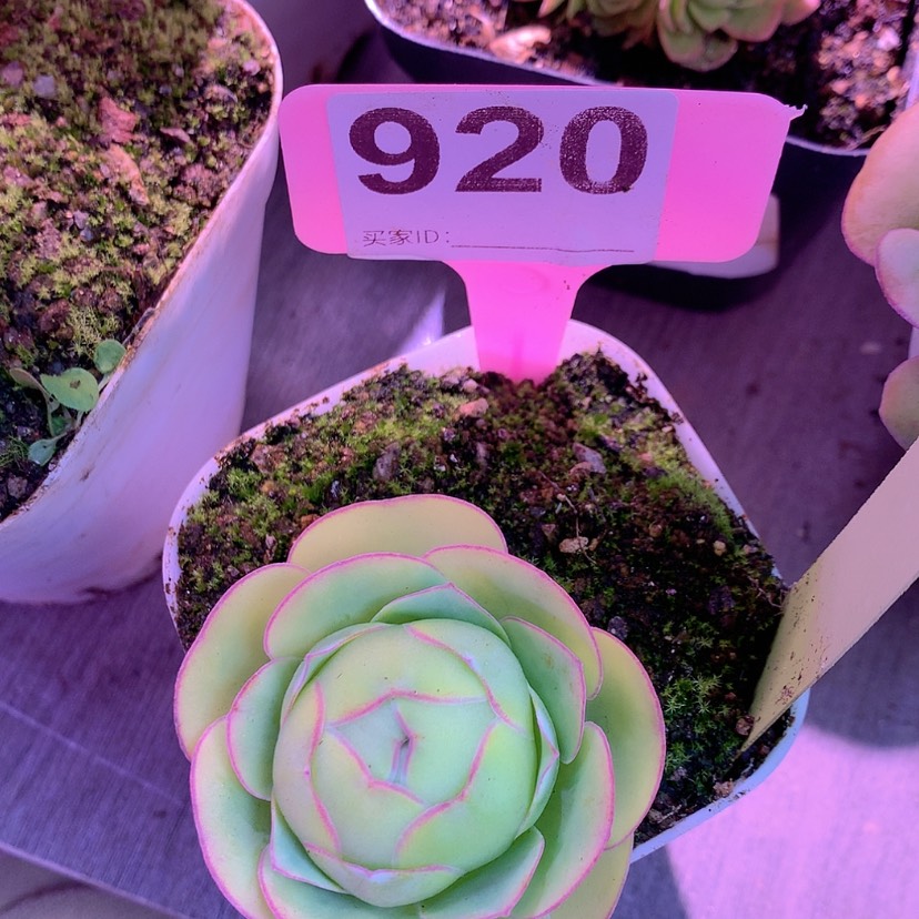 【闪购商品】yjj920