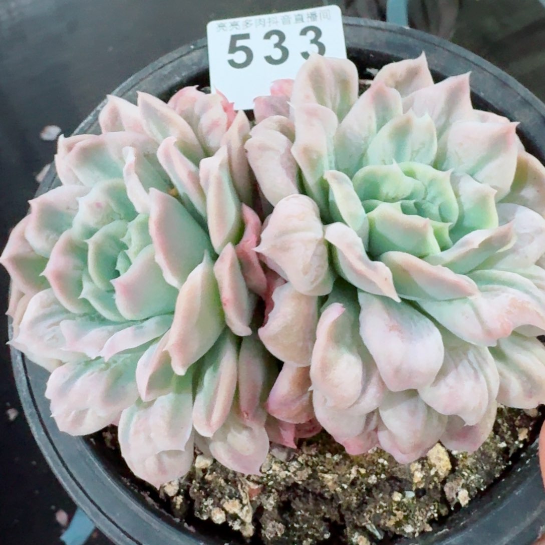 泡泡纱裙         精品多肉