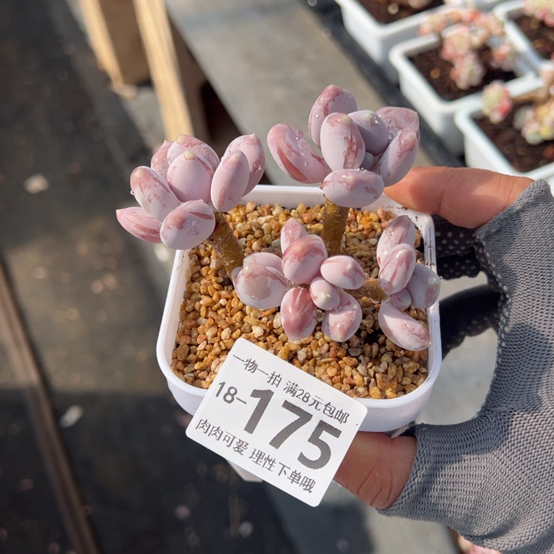 稻田姬多肉多肉多肉多肉