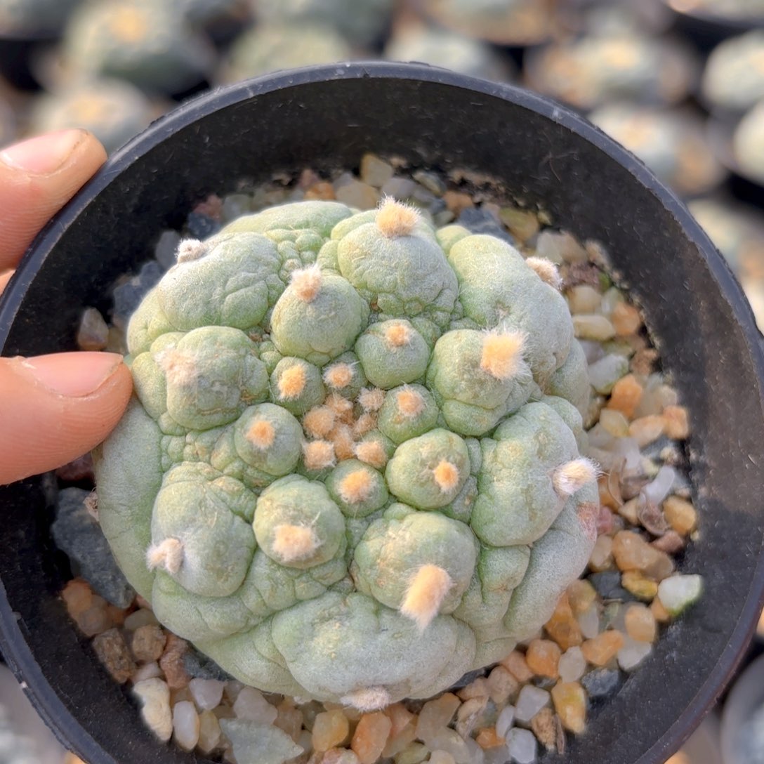 古田G g g g g g g g g g g g