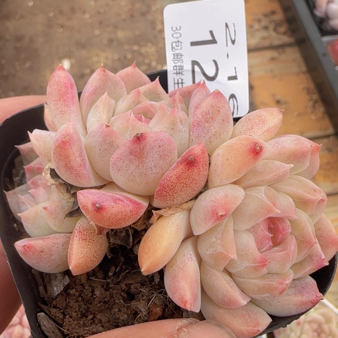 白桃汽水三头朵朵