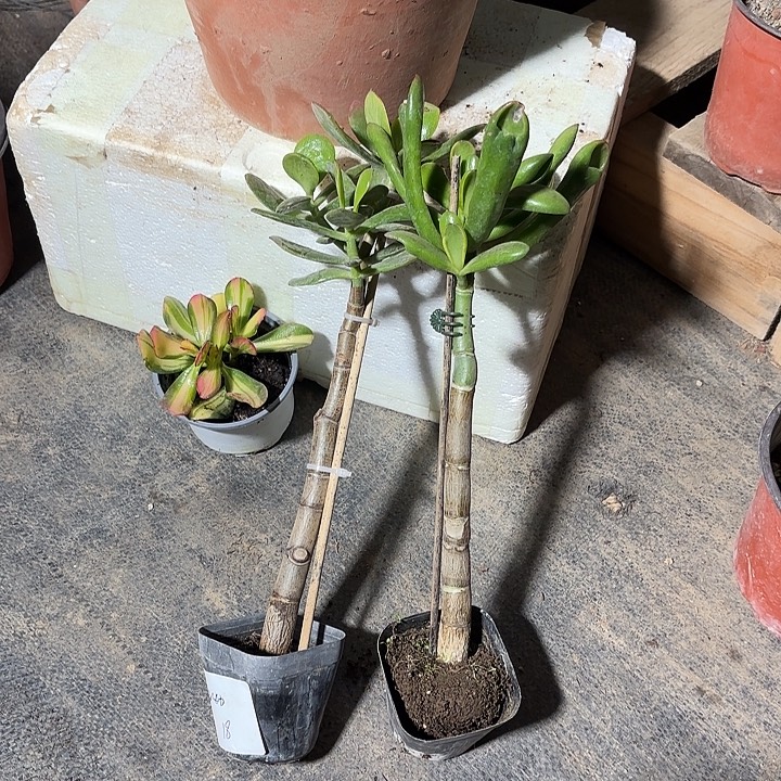 筝***儿当前无花栽培后可以开花黄金 大铲18