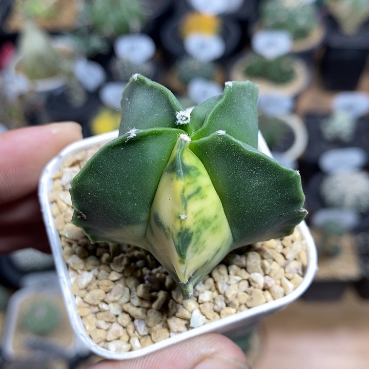 实生鸾凤玉锦49号4.5cm